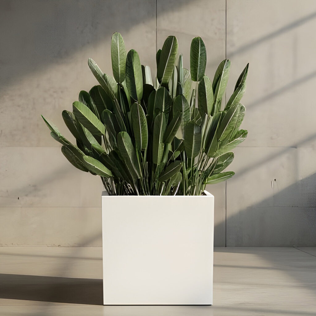 Maluku Planters