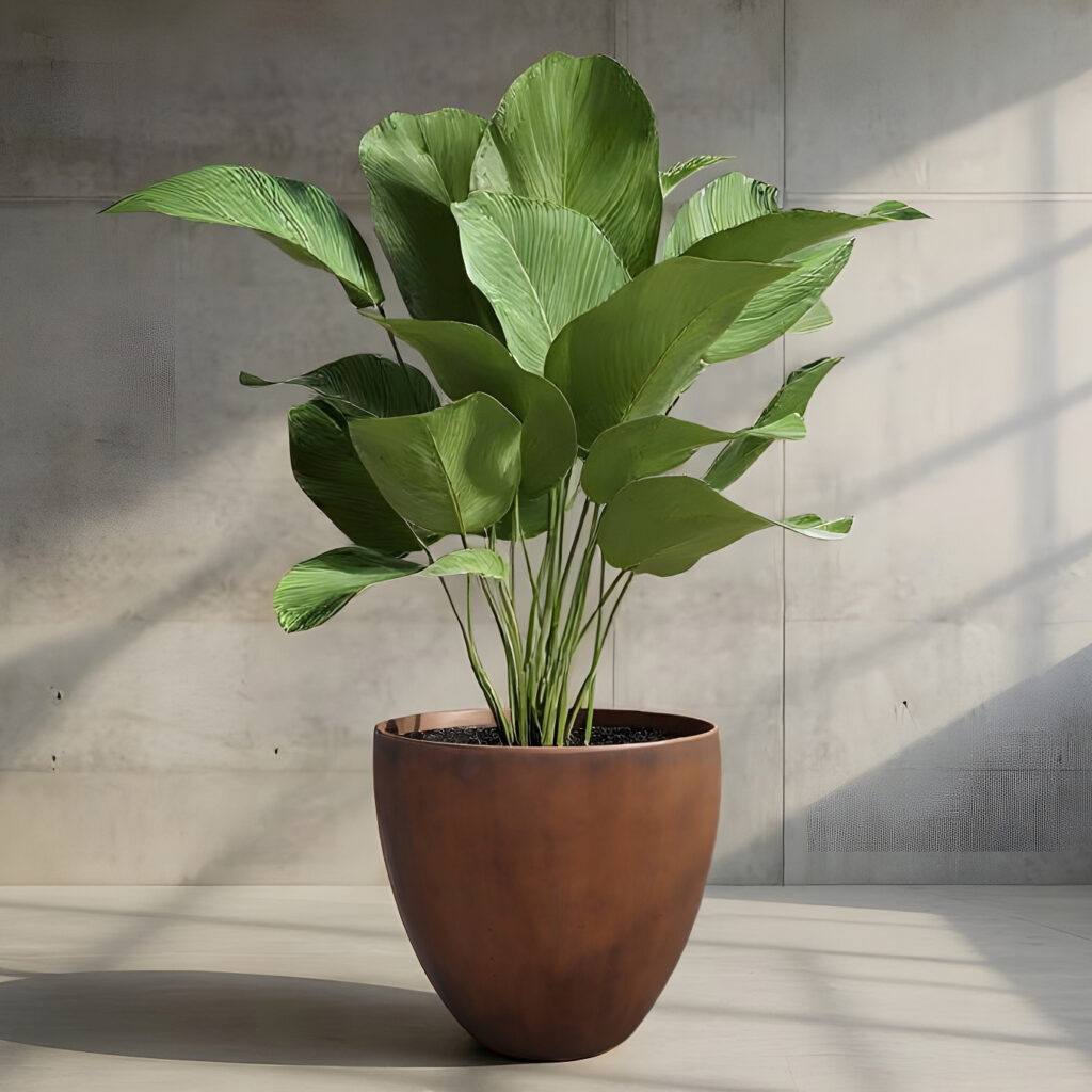 Kuta Planters