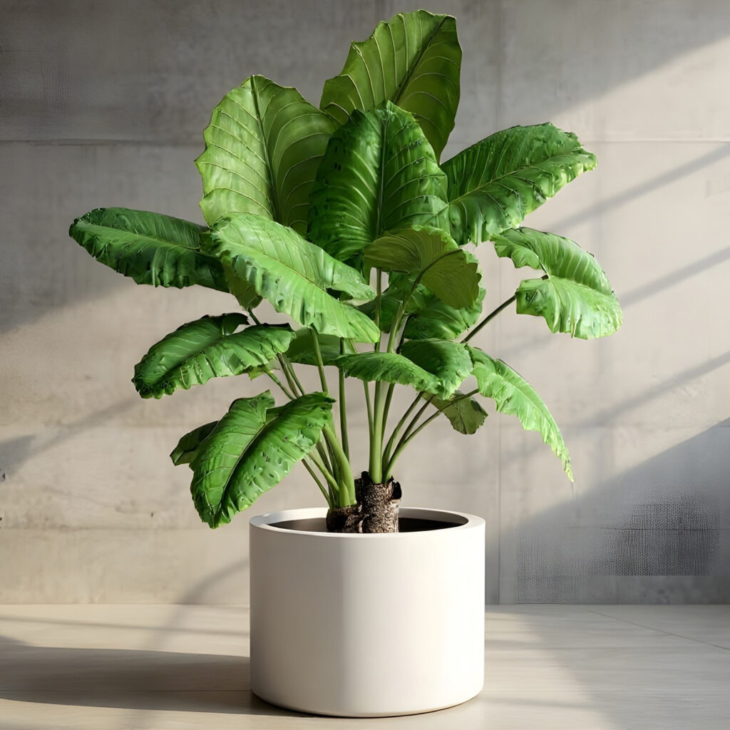 Lovina Planters