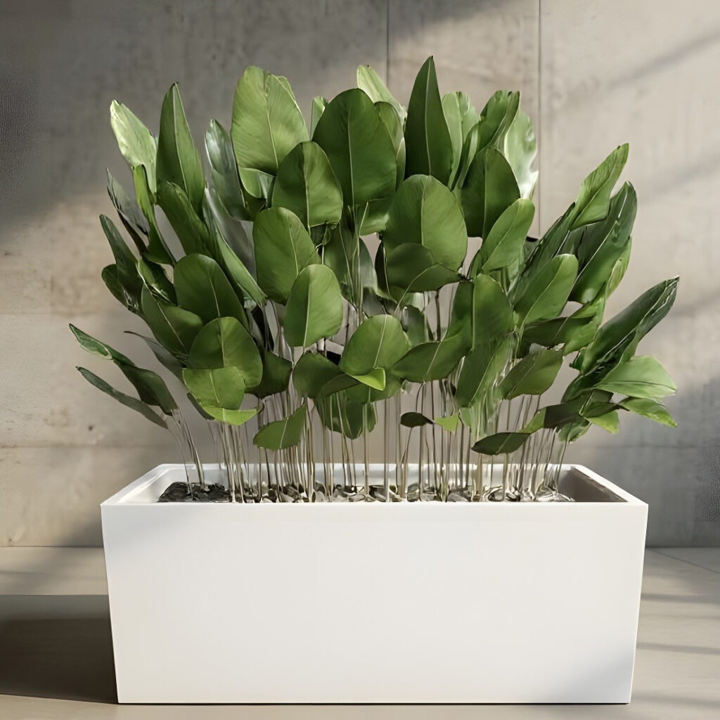 Salatiga Planters